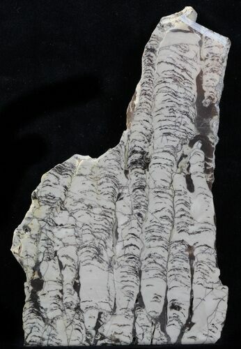 Polished Precambrian Stromatolite - Siberia #57579